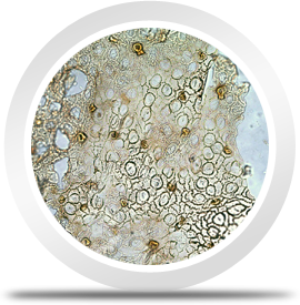 Microscopy of fossil plant residues