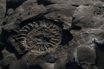 Fazielle Zuordnung von archäologischen Fundstücken zu Ölschieferbänken des Kimmeridge Clay an der englischen Südküste