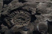 Fazielle Zuordnung von archäologischen Fundstücken zu Ölschieferbänken des Kimmeridge Clay an der englischen Südküste