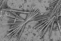 Scanning Electron Microscopy of dust precipitations